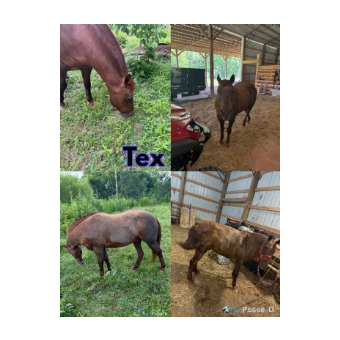 RECOVERED Horse - Tex