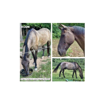 RECOVERED Horse - Kodie