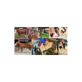 STOLEN Horse - Charlie