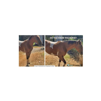 FOUND Paint Horse