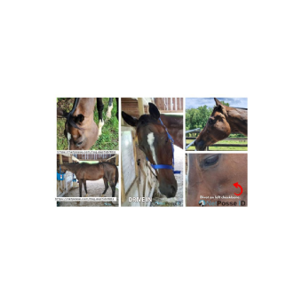 MISSING Horse - Drive In