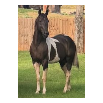FOUND Tobiano Horse