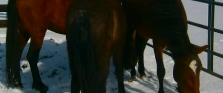 New Mexico Livestock  Board Found Horses