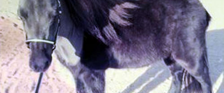 MINIATURE HORSE STOLEN FROM PHELAN, CA HOME