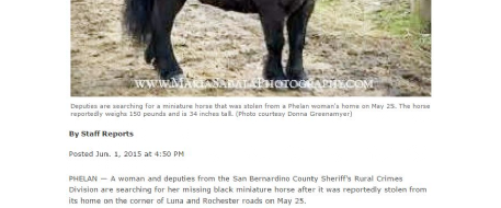 Phelan CA woman searching for stolen miniature horse