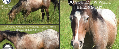  Horse found roaming  in Boone Mt, NC - Do you know the owner?