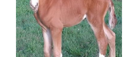 12-day-old baby horse stolen from Langley farm in Canada