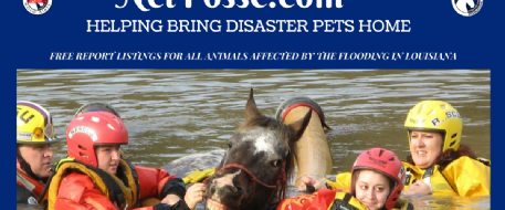 Are You Looking for Lost or Missing Horses/Pets Due to Louisiana Flooding? 