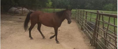 Caddo Parish Sheriff's Office seeks owner of horse in Shreveport, LA