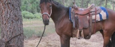 Lost and Found Horse - A little luck  and the right timing brings horse home