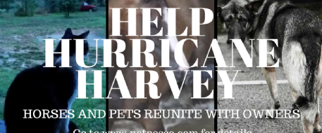 Stolen Horse International is Here to Help Hurricane Harvey Animals Go Home