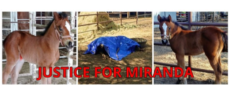 Someone Shot this Precious Filly! RIP Miranda!