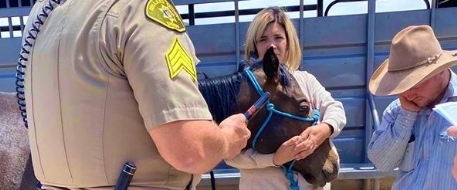 Owners Devastated After 3 Horses Shot Utah Pasture