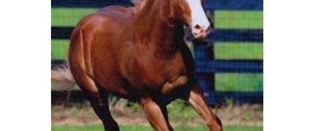HORSE ATTACK - Horse attacked and mutilated near Ocala, Fl