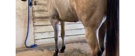 HORSE ATTACK - Sister released from MS vet hospital after being shot.