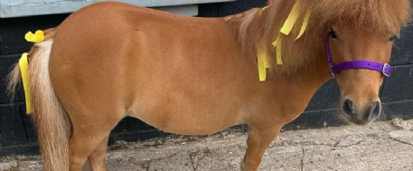 Shetland Pony, Isla, Reunited With Owner