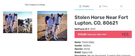 Devastated Family in Search of Missing Newborn Colt