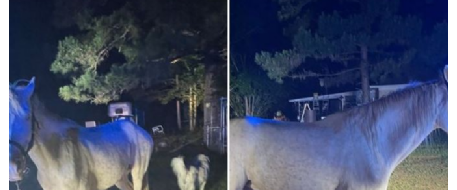 Happy dance time for lost horse and dog in Mississippi