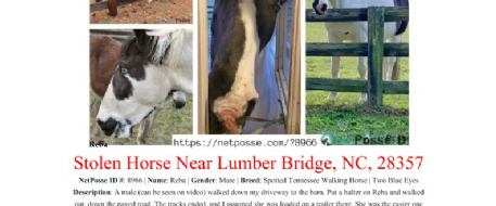 80‑Year‑Old Pleads for Help Finding Stolen Horse “Reba McEntire”