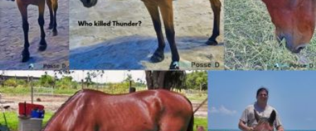 In Loving Memory of Thunder