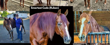 Stolen Horse Ruben: Enumclaw Family Seeks Public Help