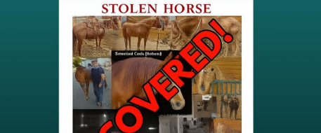 Stolen Horse Ruben Recovered After Rapid Community Search