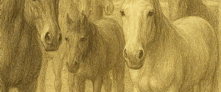 Six Horses Seized in West Texas Smuggling Case
