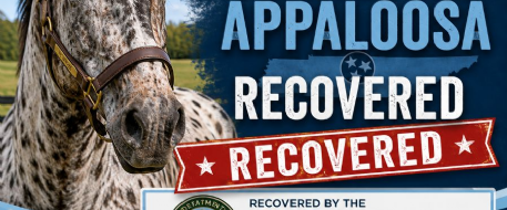Stolen Horse Recovered in Tennessee