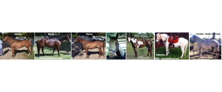 Stolen Horse International Commentary on Florida Horse Theft, Slaughter and Dismemberment 