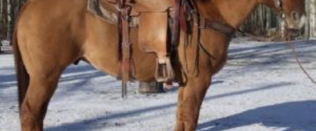 Bubba's horse thieves arrested in Umatilla County