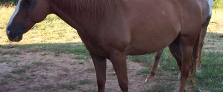 It Ain T A One Way Trip To A Hanging Tree Any More