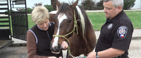 Stolen Horse Recovered in Texas