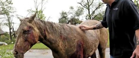 Oklahoma Officials Catalog Dead Horses After Tornado