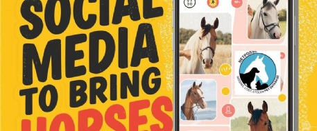 Using Social Media to Bring Horses Home