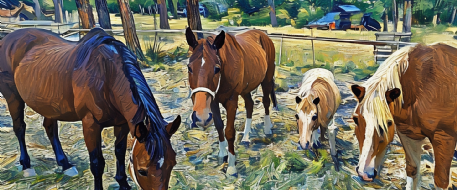 Stolen Horses: A Family’s True Story of Recovery
