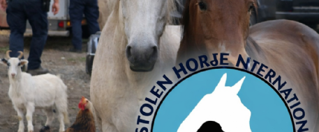 Stolen Vehicle Investigation Uncovers Two Horses
