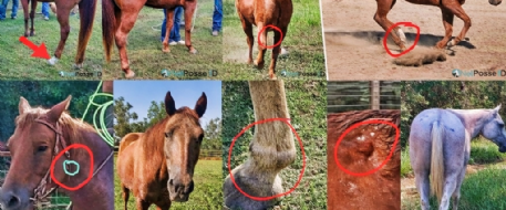 Bonnie and Blue - A Devastating Theft in Texas