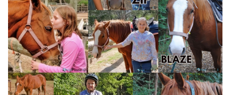 Two Stolen Horses. One Unfinished Story.