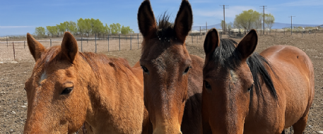 Found Roaming Horses: What to Do and Not Do