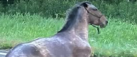 NetPosse Seeks Owner of Horse Hit in Oklahoma