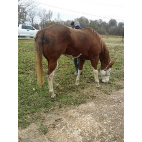 MISSING Horse - Nona