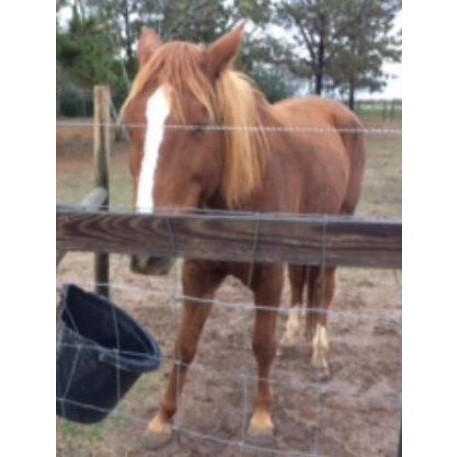 MISSING Horse - Ella