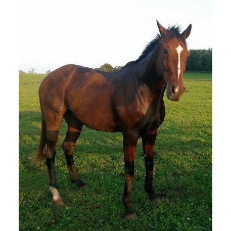 MISSING Horse - Teke