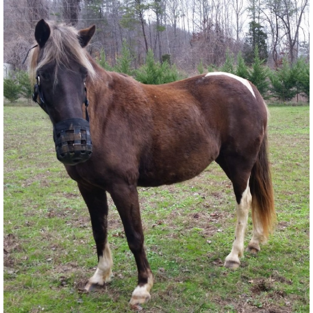 MISSING Horse - Stormy