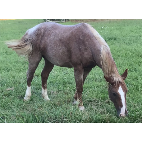 MISSING Horse - Comanche 