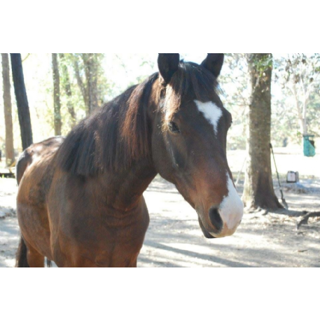 MISSING Horse - Ranger