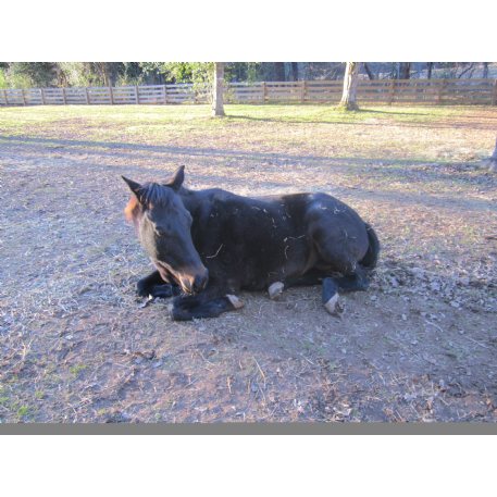 MISSING Horse - Cocoa