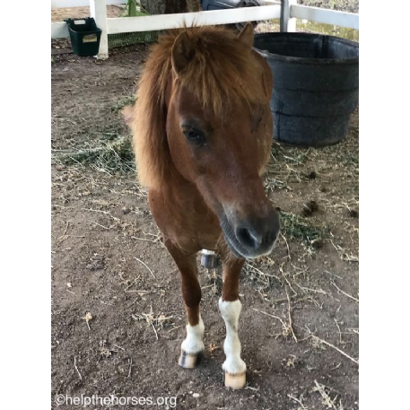 FOUND Pony or Mini Horse