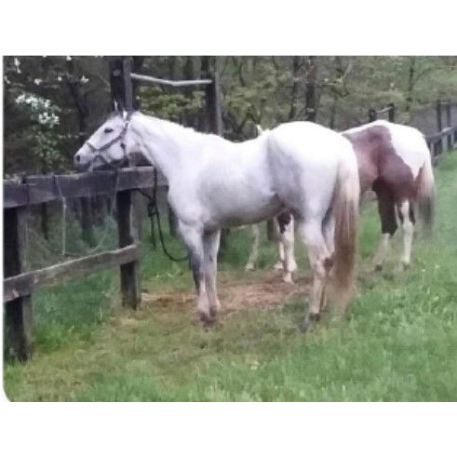 MISSING Horse - Sugar, Splenda, Ziggy  - REWARD