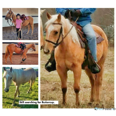 MISSING Horse - Buttercup